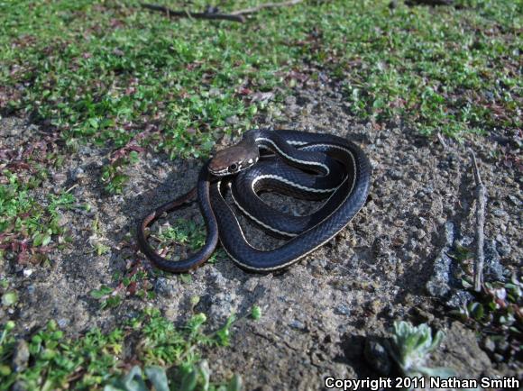 California Striped Racer (Coluber lateralis lateralis)