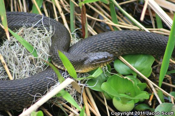 Florida Green Watersnake (Nerodia floridana)