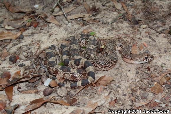 Florida Pinesnake (Pituophis melanoleucus mugitus)