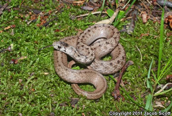 Northern Brownsnake (Storeria dekayi dekayi)