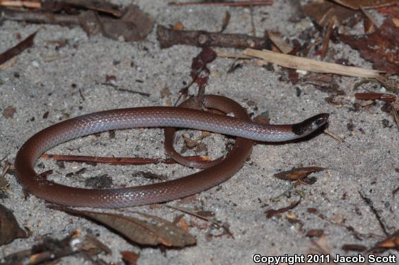 Central Florida Crowned Snake (Tantilla relicta neilli)