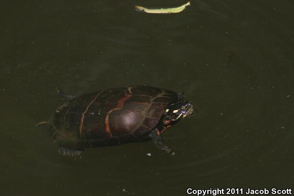 Eastern Painted Turtle (Chrysemys picta picta)