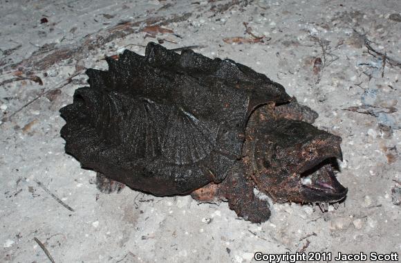 Alligator Snapping Turtle (Macrochelys temminckii)