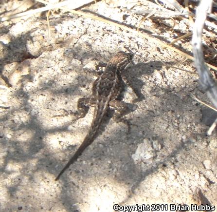 Common Side-blotched Lizard (Uta stansburiana)