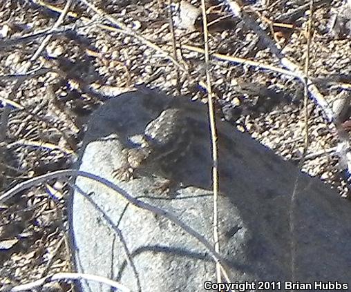 Common Side-blotched Lizard (Uta stansburiana)