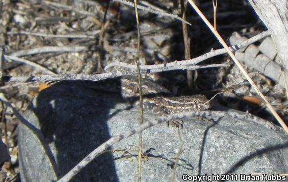 Common Side-blotched Lizard (Uta stansburiana)