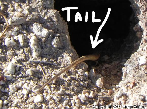 Common Side-blotched Lizard (Uta stansburiana)