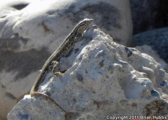 Common Side-blotched Lizard (Uta stansburiana)