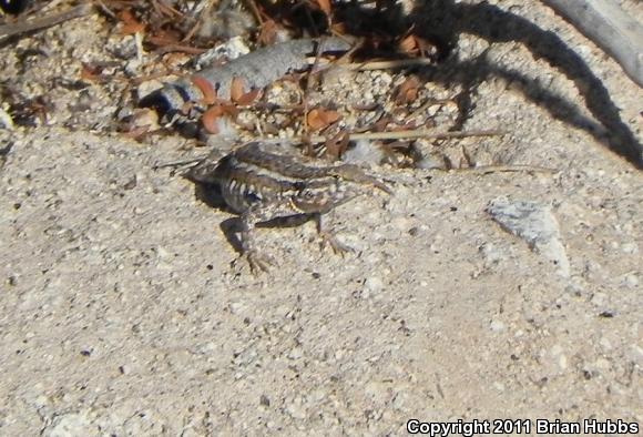 Common Side-blotched Lizard (Uta stansburiana)