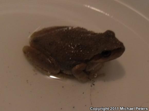 Sierran Treefrog (Pseudacris sierra)