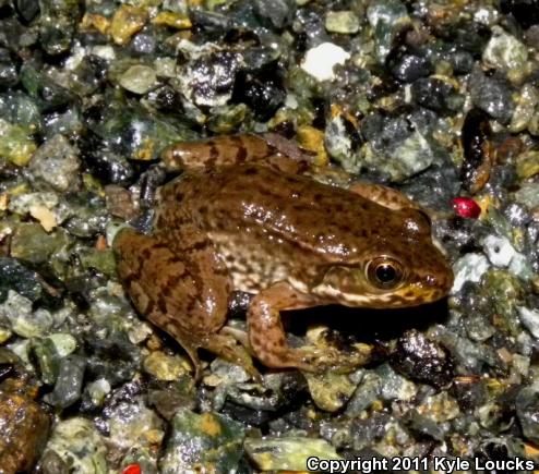 Northern Green Frog (Lithobates clamitans melanota)