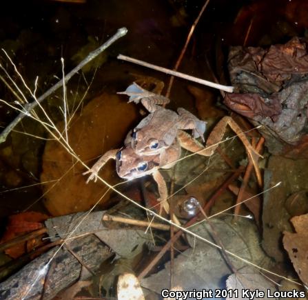 Wood Frog (Lithobates sylvaticus)