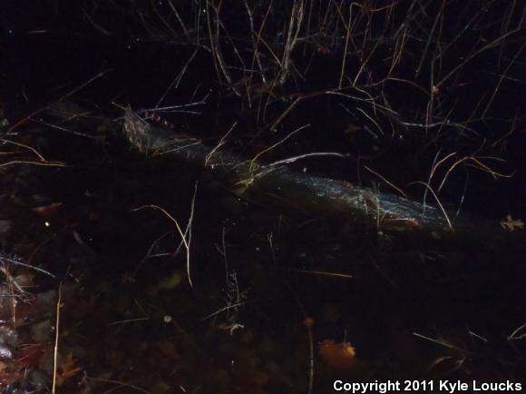 Wood Frog (Lithobates sylvaticus)