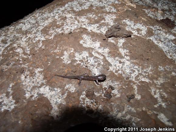 Northern Slimy Salamander (Plethodon glutinosus)