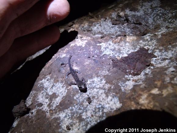 Northern Slimy Salamander (Plethodon glutinosus)