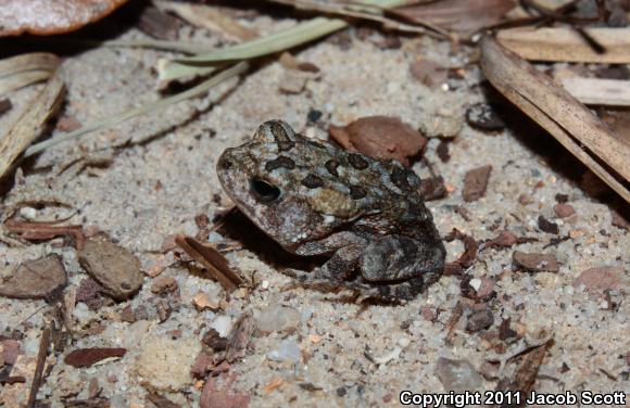 Fowler's Toad (Anaxyrus fowleri)