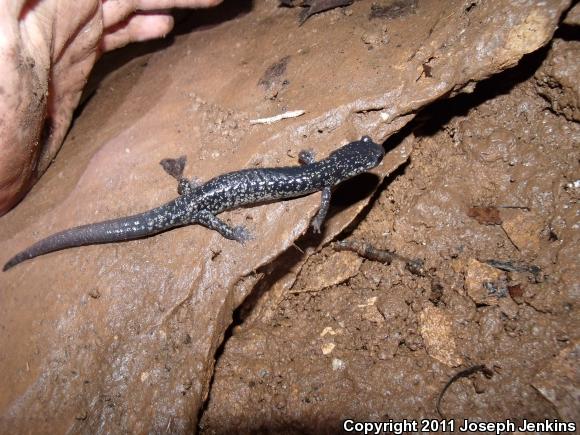 Northern Slimy Salamander (Plethodon glutinosus)