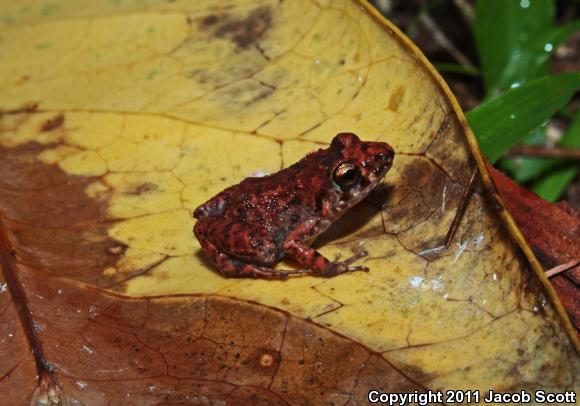 Greenhouse Frog (Eleutherodactylus planirostris)