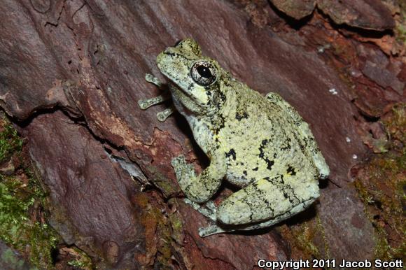 Cope's Gray Treefrog (Hyla chrysoscelis)