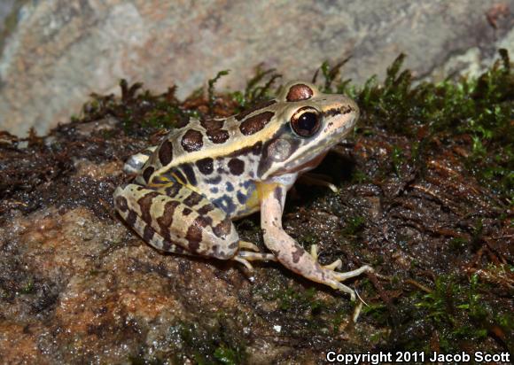 Pickerel Frog (Lithobates palustris)