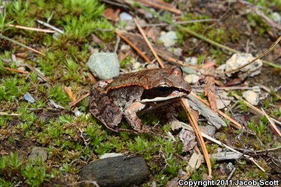 Wood Frog (Lithobates sylvaticus)