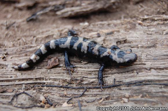 Marbled Salamander (Ambystoma opacum)