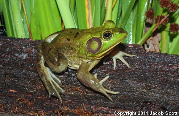 Pig Frog (Lithobates grylio)