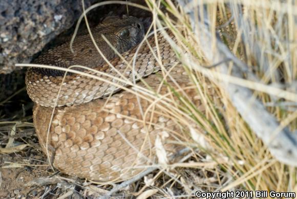 Western Diamond-backed Rattlesnake (Crotalus atrox)