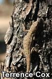 Ornate Tree Lizard (Urosaurus ornatus)