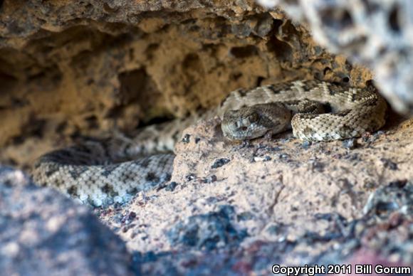 Western Diamond-backed Rattlesnake (Crotalus atrox)