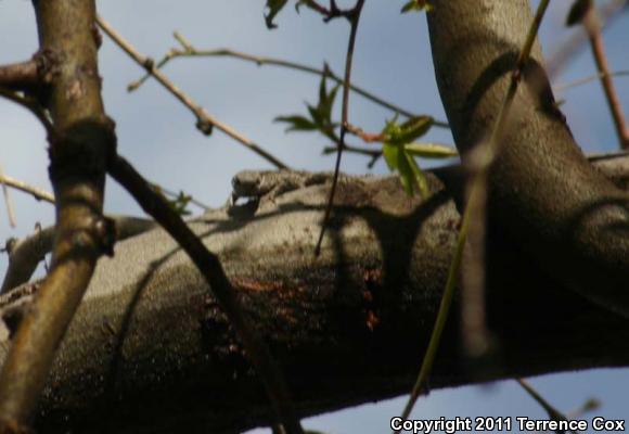 Ornate Tree Lizard (Urosaurus ornatus)