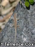 Ornate Tree Lizard (Urosaurus ornatus)