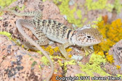 Sonoran Collared Lizard (Crotaphytus nebrius)