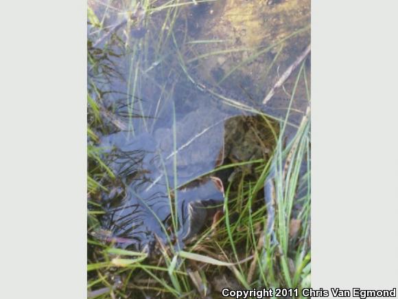 Southern California Toad (Anaxyrus boreas halophilus)