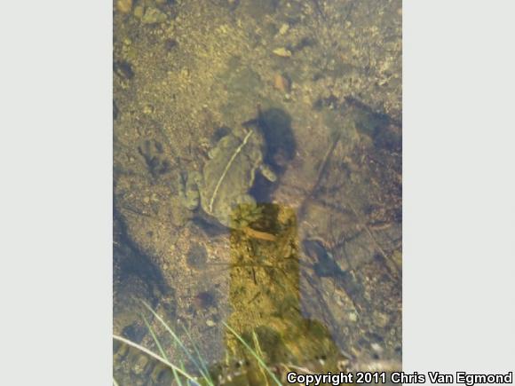 Southern California Toad (Anaxyrus boreas halophilus)