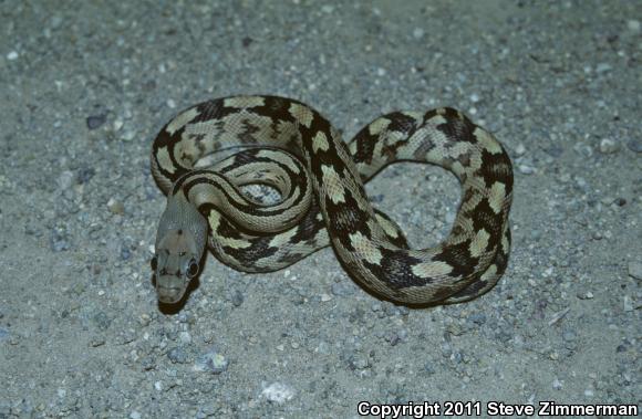 Trans-Pecos Rat Snake (Bogertophis subocularis)