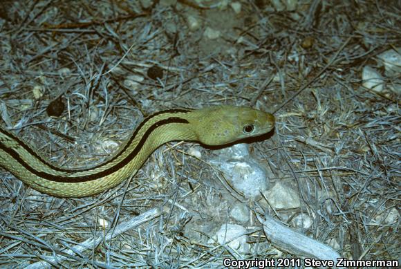 Trans-Pecos Rat Snake (Bogertophis subocularis)