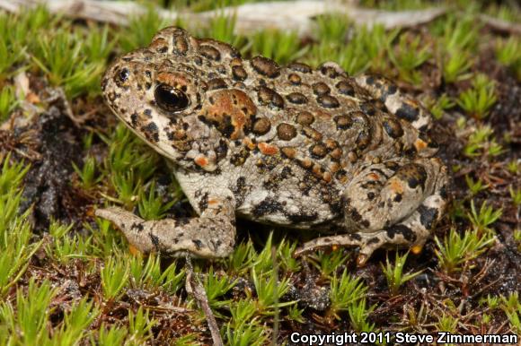 Yosemite Toad (Anaxyrus canorus)