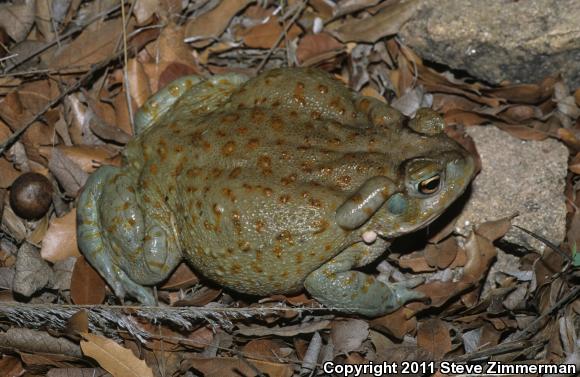 Sonoran Desert Toad (Ollotis alvaria)