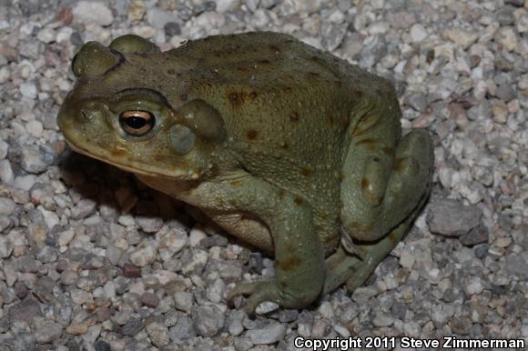 Sonoran Desert Toad (Ollotis alvaria)