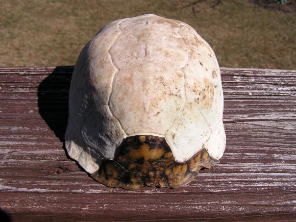 Eastern Box Turtle (Terrapene carolina carolina)