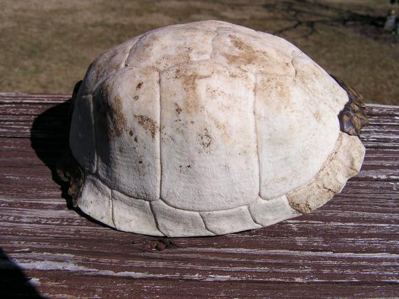 Eastern Box Turtle (Terrapene carolina carolina)