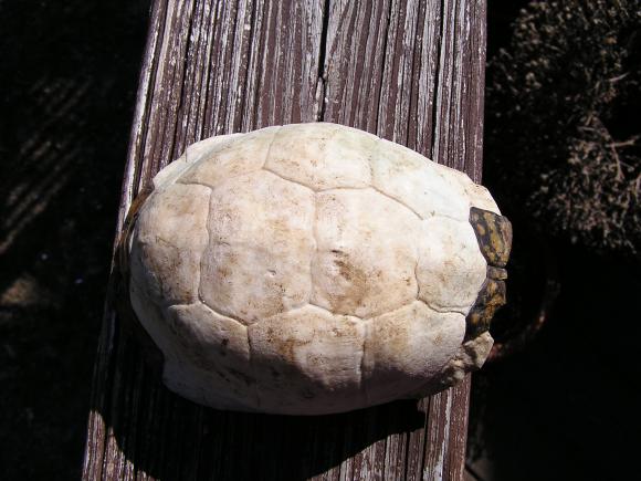 Eastern Box Turtle (Terrapene carolina carolina)