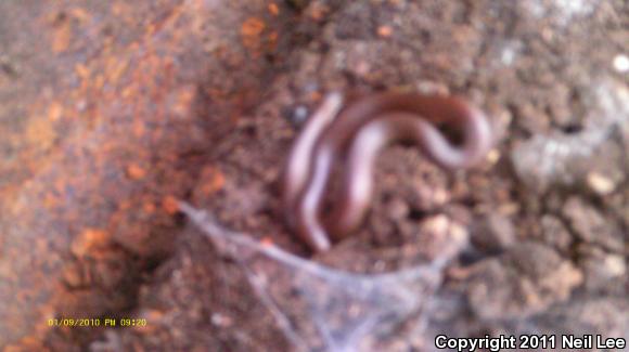 Eastern Wormsnake (Carphophis amoenus amoenus)