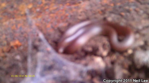 Eastern Wormsnake (Carphophis amoenus amoenus)