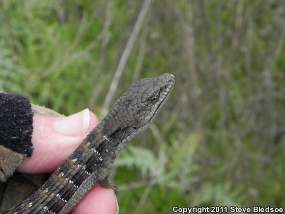 San Diego Alligator Lizard (Elgaria multicarinata webbii)