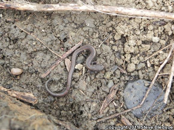 Garden Slender Salamander (Batrachoseps major major)