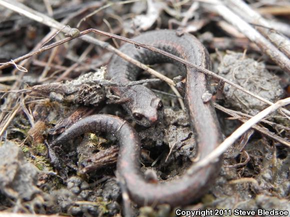 Garden Slender Salamander (Batrachoseps major major)