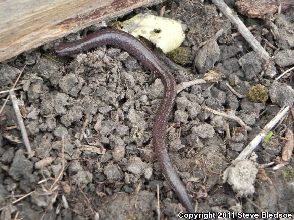 Garden Slender Salamander (Batrachoseps major major)