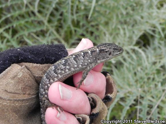 San Diego Alligator Lizard (Elgaria multicarinata webbii)